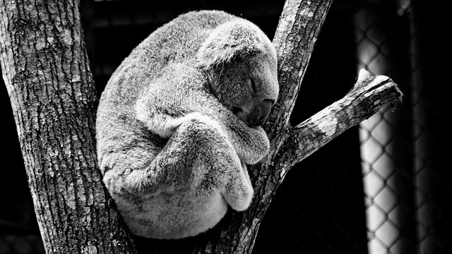 koala