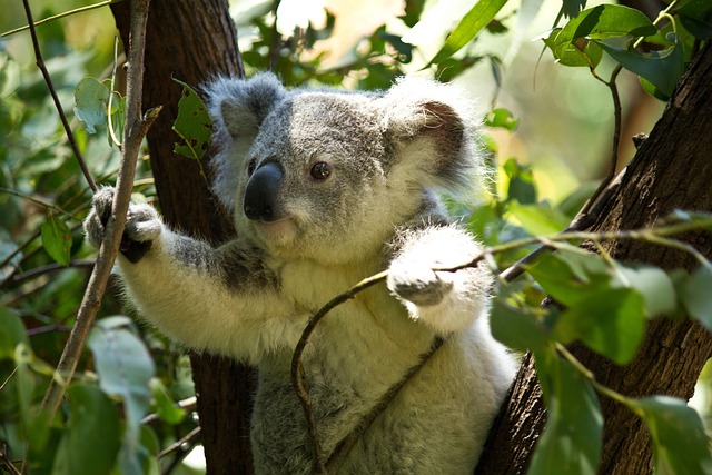 koala
