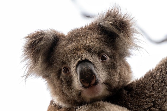 koala